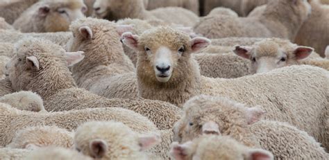 How Much Do You Know About Sheep and Their Wool? | Wool Facts