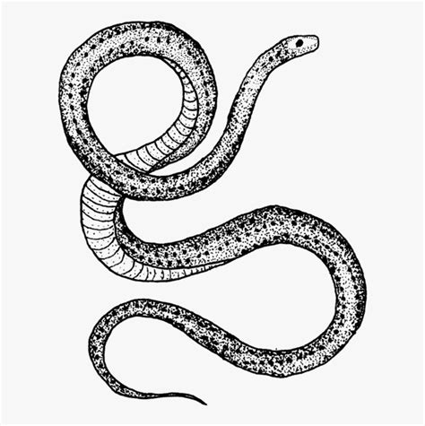 Tattoo Snake Drawing Png, Transparent Png , Transparent Png Image - PNGitem