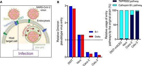 Figure 1 From Evidence Of Increased Cathepsin B L And Decreased Tmprss2 Usage For Cell Entry By