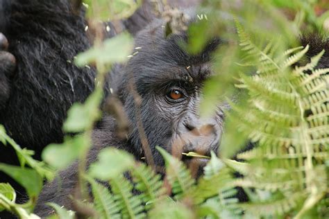 Where To Stay In Mgahinga Gorilla National Park Book Your Safari Now