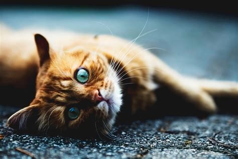 vca plymouth animal hospital 6
