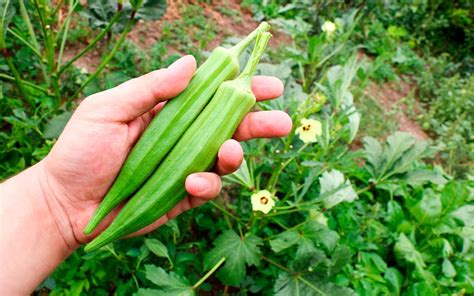 Conoces Las Okras Y Su Uso Culinario Disfruta Verdura