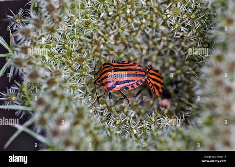 Mating Striped Shield Bugs Graphosoma Lineatum Macro Photo Stock