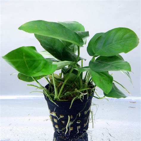 Anubias nana (potted) – Aqua Forest Aquarium