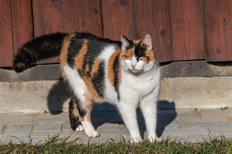 Exploring The Spiritual Meaning Of Calico Cats Unraveling Their