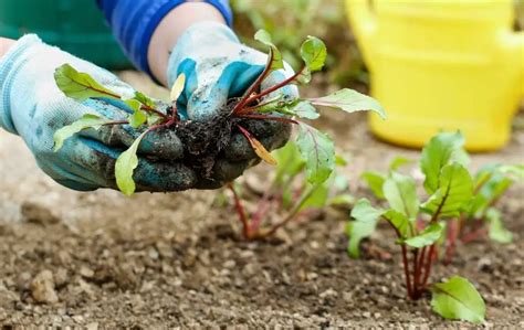 How To Grow Beets In A Raised Bed Bed Gardening