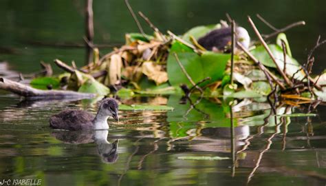 Foulque macroule juvénile Fulica atra Jean Christophe Isabelle Flickr