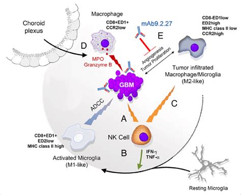 Adoptively Transferred Natural Killer Cells As Initiators Of