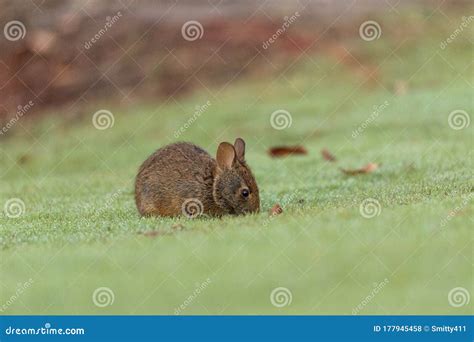 Baby Florida Marsh Rabbit Sylvilagus Palustris Stock Photo Image Of