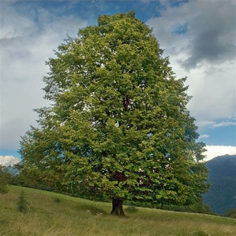 Tilia Cordata Yougardener