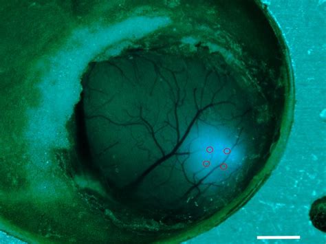 Two-photon Calcium Imaging in Mice Navigating a Virtual Reality Environment