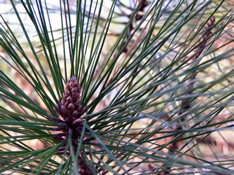 Pine Cones Free Photo Download | FreeImages