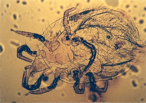 Dooferette | Parasitology: Snake Mites (Ophionyssus natricis)