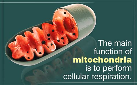 Mitochondria Functions - Biology Wise