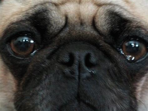 Sad Pug Meme - Sad Pug - Discover & Share GIFs