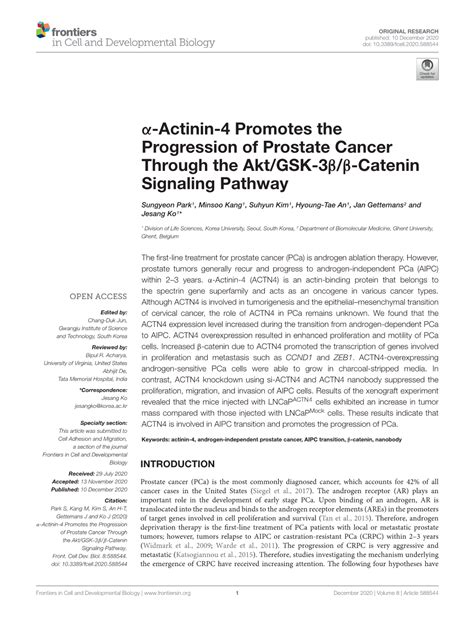 Α Actinin 4 Promotes The Progression Of Prostate Cancer Through The Akt