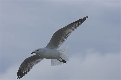 Red Billed Gull Larus Novaehollandiae Red Billed Gull I Flickr