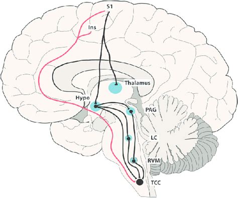 Descending Trigeminovascular Modulation The Trigeminocervical Complex