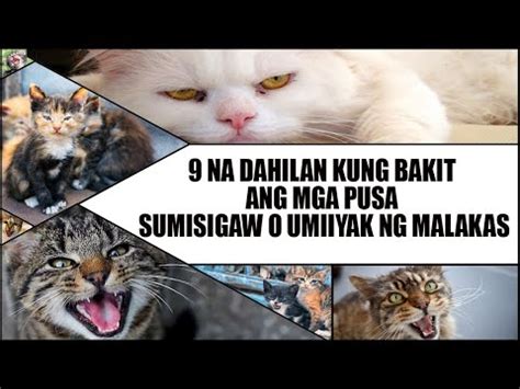 9 NA DAHILAN KUNG BAKIT ANG MGA PUSA AY SUMISIGAW O UMIIYAK NG MALAKAS