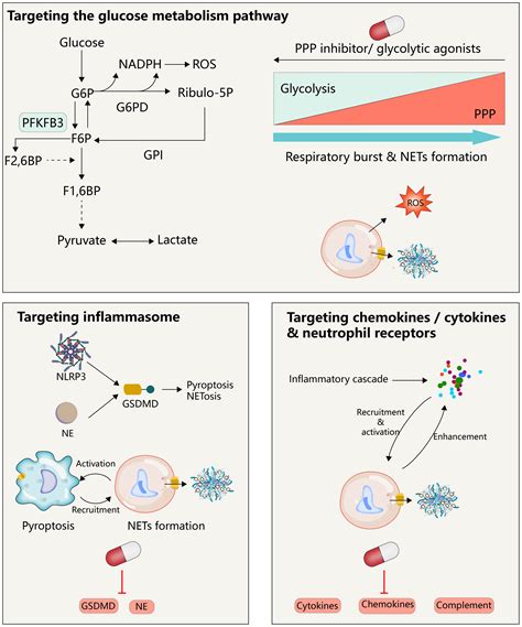 Frontiers Crosstalk Between Neutrophil Extracellular Traps And Immune