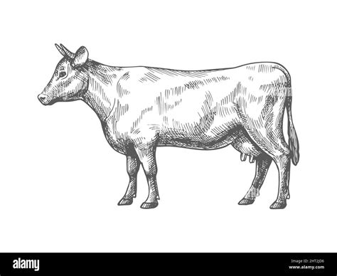 Boceto De Una Vaca Ilustración De Vector Vintage Del Boceto De Vaca Dibujado A Mano Aislado