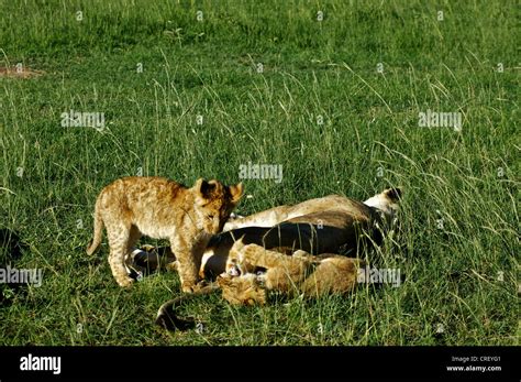 Baby lions playing in the grass. Kenya, Africa Stock Photo - Alamy