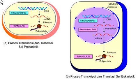 learn  science sintesis protein