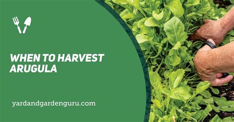 When To Harvest Arugula