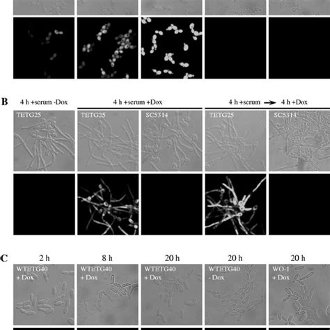 Tetracycline Induced Expression Of The MTL A 1 Gene Forces MTL Opaque