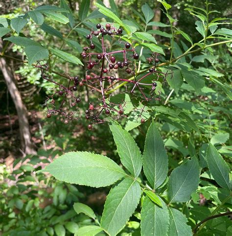 Sambucus Canadensis Elderberries Eat The Planet