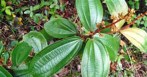 Chá de Folha de Canela Como Fazer Para Que Serve Mundo Ecologia