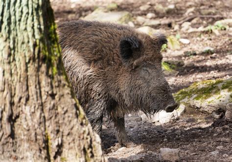 Niedersachsen Tückische Tierseuche aufgetaucht Für Hunde ist sie