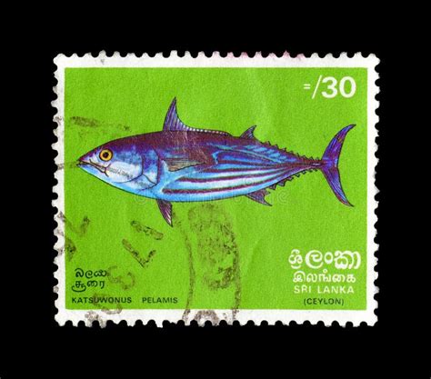 Cancelled Postage Stamp Printed By Ceylon That Shows Skipjack Tuna