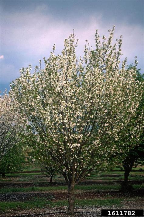 Snow Goose Cherry Prunus Cv Snowgoose