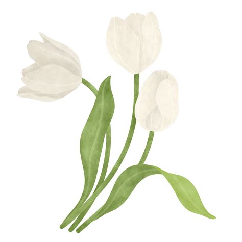 White Tulip Watercolor Illustration Png