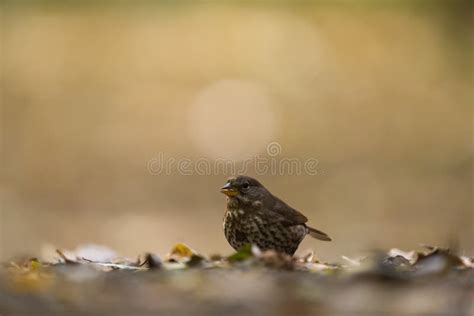 Fox Sparrow Feeding on the Ground Stock Photo - Image of rufous, animal ...