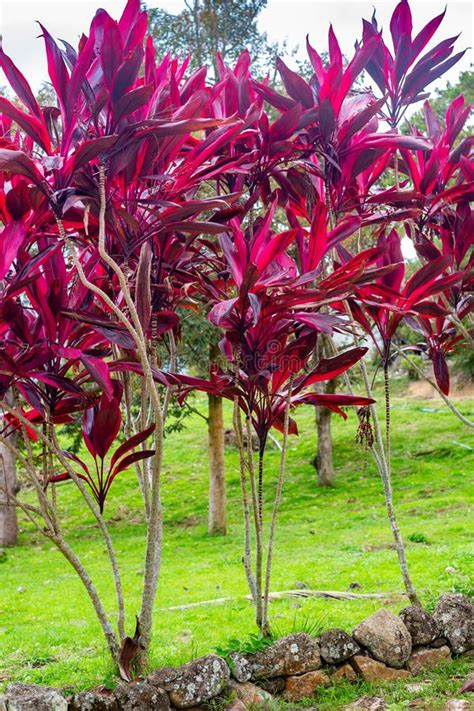 Uma Planta Folhas Vermelhas Brilhantes Cordyline Fruticosa Rubra No