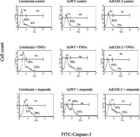 Effect Of COX 2 Overexpression On Caspase 3 Activation AdWT Or