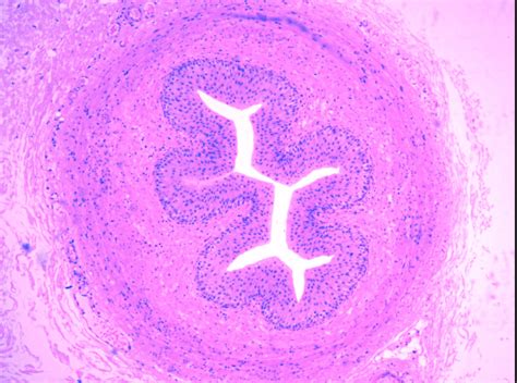 Ureter Histology Diagram Quizlet