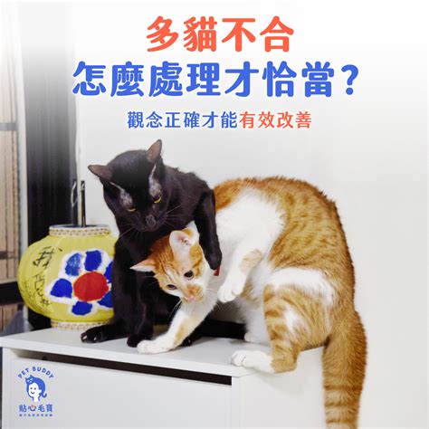 pet buddy facebook