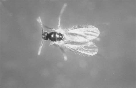 Little White Bugs In My Indoor Plant Soil