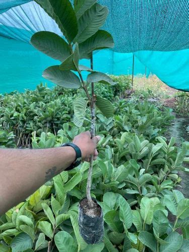 Full Sun Exposure Green Guava Plant For Garden At Rs 71 Piece In