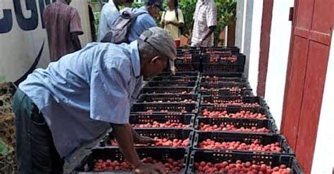 Filière litchi la campagne démarrera le 22 novembre Madagascar