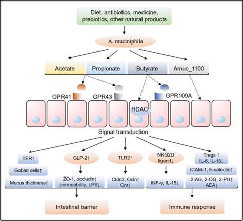 Recent Findings In Akkermansia Muciniphila Regulated Metabolism And Its