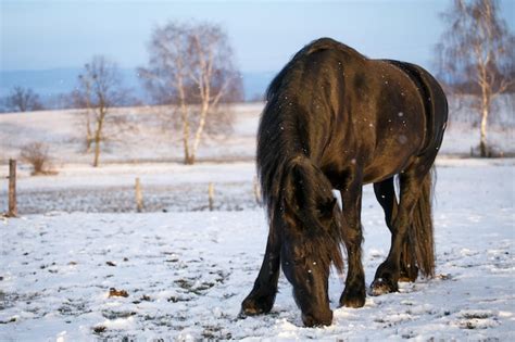 Premium Photo | Friesian horse in winter