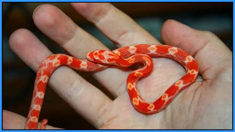 Corn Snake Baby