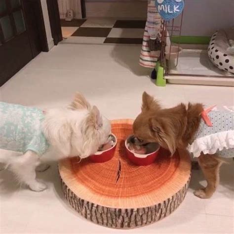 お腹いっぱいの犬が見せるサイン 食事を一気に食べると命を落とすリスクも（いぬのきもちnews）