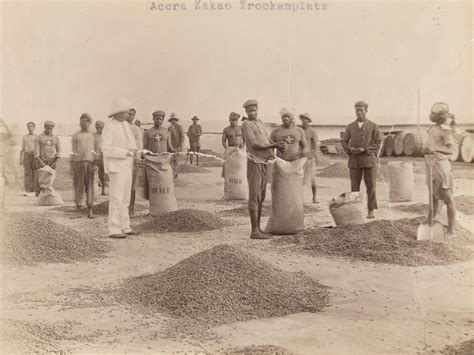 Aux Origines De La Culture Du Cacao Au Ghana Mus E National Blog