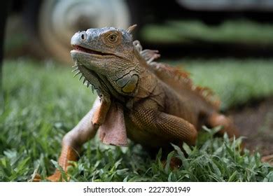 2,117 Iguana Eat Images, Stock Photos & Vectors | Shutterstock