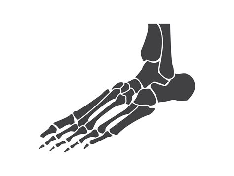 Foot Bones Black And White Human Skeleton Bone Foot 12626307 Vector Art